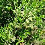 Gomphocarpus fruticosus Plante entière