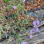 Verbena rigida Habitus