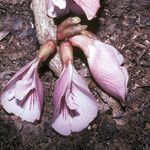 Clitoria sagotii Virág