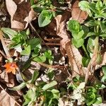 Lysimachia arvensis Blatt
