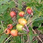 Solanum dulcamara Fruit
