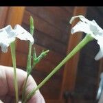 Nicotiana longiflora Blomst