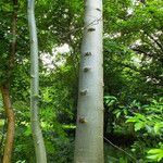 Fagus grandifolia кора