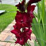 Gladiolus communis Kwiat