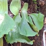 Platycerium elephantotis Leaf