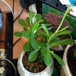 Euphorbia ritchiei Blatt