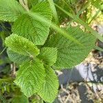 Viburnum lantanaFrunză