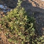 Chenopodium strictum عادت داشتن