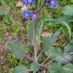 Cynoglossum grande