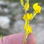 Linaria spartea Цветок