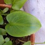 Calla palustris Leaf