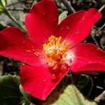 Hibiscus martianus ফুল