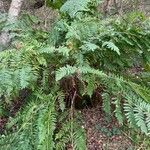 Osmunda regalis Blad