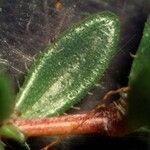 Thymus longicaulis 葉