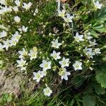 Minuartia recurva Õis