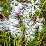 Dianthus superbus പുഷ്പം