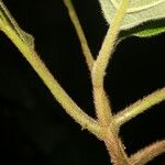 Loreya mespiloides 樹皮
