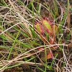 Drosera anglica Hoja