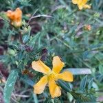 Hypericum brasiliense Flower