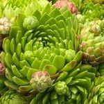 Sempervivum globiferum Folla