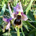 Ophrys tenthredinifera Цвят