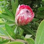 Protea caffraKvet