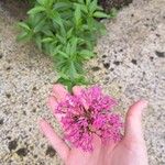 Valeriana lecoqii花