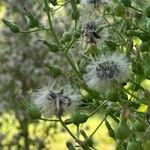 Lactuca biennis Fruit