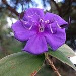 Tibouchina urvilleana Virág