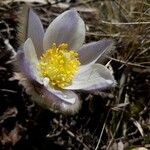 Anemone vernalis फूल