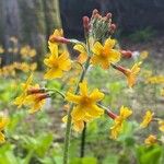 Primula chungensis Flower