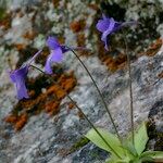 Pinguicula longifolia Hábito