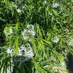 Amsonia ciliata Blomst