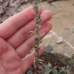 Artemisia genipi Flower