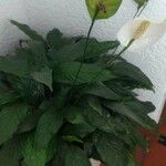 Spathiphyllum wallisii Kvet