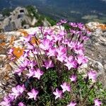 Dianthus pungens Habitus