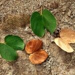 Piliostigma thonningii Φύλλο