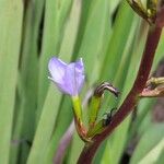 Aristea ecklonii फूल