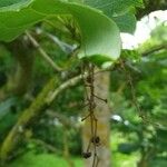 Idesia polycarpa Fruit