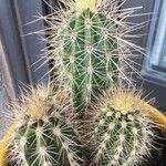 Pilosocereus chrysostele Hábito