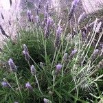 Lavandula dentata Агульны выгляд