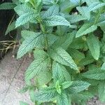 Mentha spicataᱥᱟᱠᱟᱢ