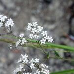 Gypsophila oldhamiana Floare