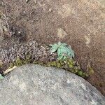 Hieracium albiflorum Blatt