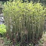 Osmunda regalis Folha