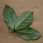 Cordia nodosa Blatt