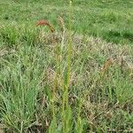 Rumex acetosaLeaf