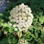 Angelica sylvestrisFlower