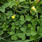 Oxalis dilleniiLorea