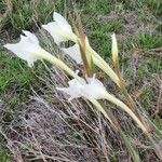Gladiolus gunnisii Цвят